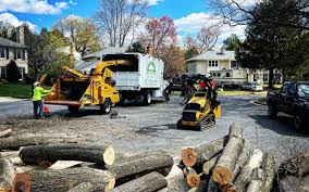 Trusted Hutchison, VA Tree Services Experts